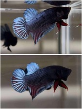 Betta super plakat for sale  Fresno
