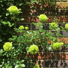 rosa rampicante usato rosa rampicante usato Trappeto