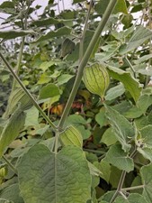 25x british adapted for sale 25x british adapted for sale  ABERYSTWYTH