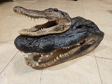 Alligator heads taxidermy for sale  Harlingen