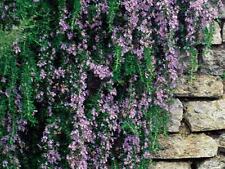 Trailing rosemary herb for sale  UK