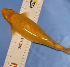 Inch yellow koi d'occasion  Expédié en Belgium