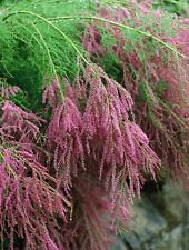 Tamarix pink flowering for sale  MARCH