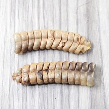 rattle snake rattle for sale rattle snake rattle for sale Parma