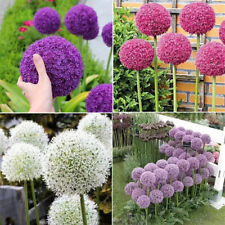Allium globemaster géant d'occasion  Expédié en France