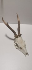 Roe deer skull for sale  DARLINGTON