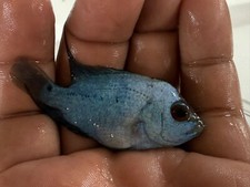 flowerhorn fish for sale flowerhorn fish for sale Haslet