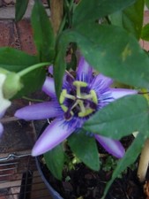 Passiflora passion flower for sale  CREWE