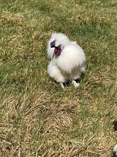 White silkie bantam for sale  BURNLEY