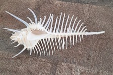Curiosity shell murex d'occasion  Expédié en Belgium