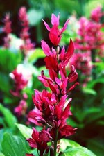 Brazilian cloak tropical for sale  Bowling Green