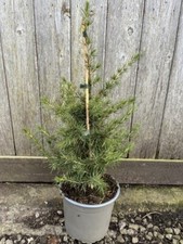 Cedar lebanon evergreen for sale  CHORLEY