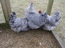Silver blue french for sale  DOWNPATRICK