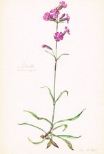 Silene viscaria pechnelke d'occasion  Expédié en France