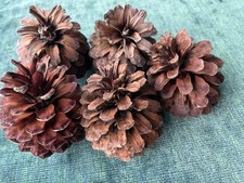 Five large pine for sale  LEATHERHEAD