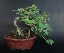 Bonsai shohin eleagno usato  Cison di Valmarino