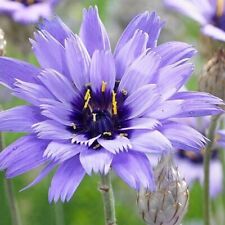 Catananche caerulea armor for sale  TRURO