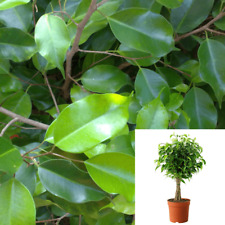 Ficus benjamina braid for sale  Modesto