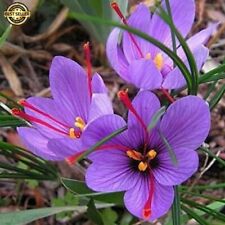 100 pcs saffron for sale  Torrance
