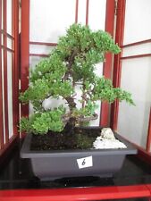 Specimen bonsai tree for sale  Gainesville