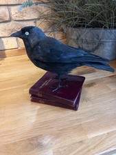 Taxidermy mounted leather for sale Taxidermy mounted leather for sale  HARTLEPOOL