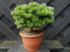 Bonsai abies koreana for sale  CANNOCK