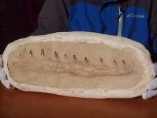 Huge mosasaur dinosaur for sale  Tucson