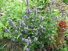 Agastache anisée foeniculum d'occasion  Tours-
