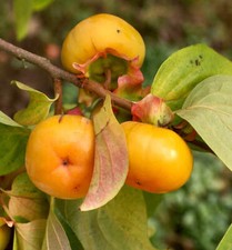 Diospyros lotus prugna usato  Napoli