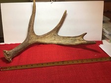 Moose shed antlers for sale  Aitkin
