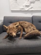 Taxidermy full size for sale  KINGSWINFORD