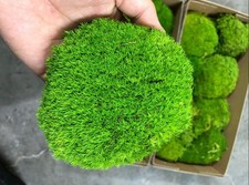 Preserved pole moss for sale  Las Vegas