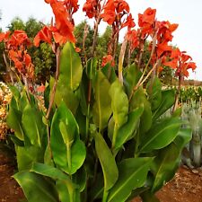 Canna indica gigante usato  Manduria