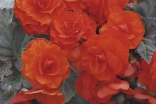 Flower begonia nonstop for sale Flower begonia nonstop for sale  WREXHAM