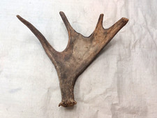 Real moose antler for sale  USA