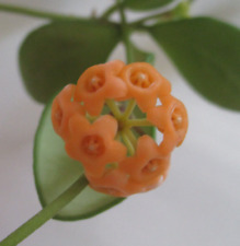 Hoya cv. yellow for sale  Shipping to Ireland