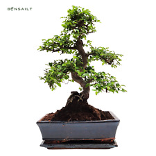 Bonsai baum keramik gebraucht kaufen  Fuchsmühl