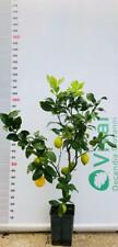Pianta limone vaso usato  Altamura
