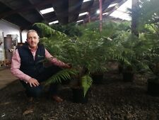 Pot grown dicksonia for sale  CLITHEROE