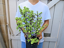 Portulacaria afra elephant for sale  Garden Grove