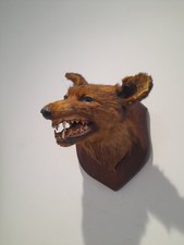 Antique vintage taxidermy for sale  KINGSWINFORD