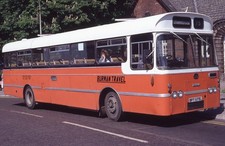 burman for sale  TAMWORTH