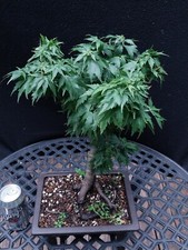 Hupps dwarf japanese for sale  Minnetonka