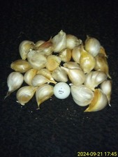Elephant garlic cloves for sale  Ellijay