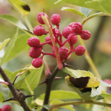 Boutures bio poivrier d'occasion  Quimper