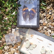 Vintage bug lot for sale  CHESTER