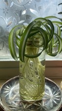 Spider plants curly for sale  Denver