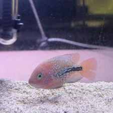 5 flowerhorn cichlids for sale 5 flowerhorn cichlids for sale Apex