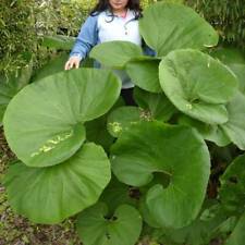 Butterbur plant xxxl for sale  NORTHWICH