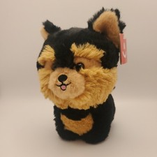 Aurora black yorkie for sale  Morehead
